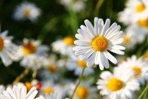 Blumen auf einer Wiese