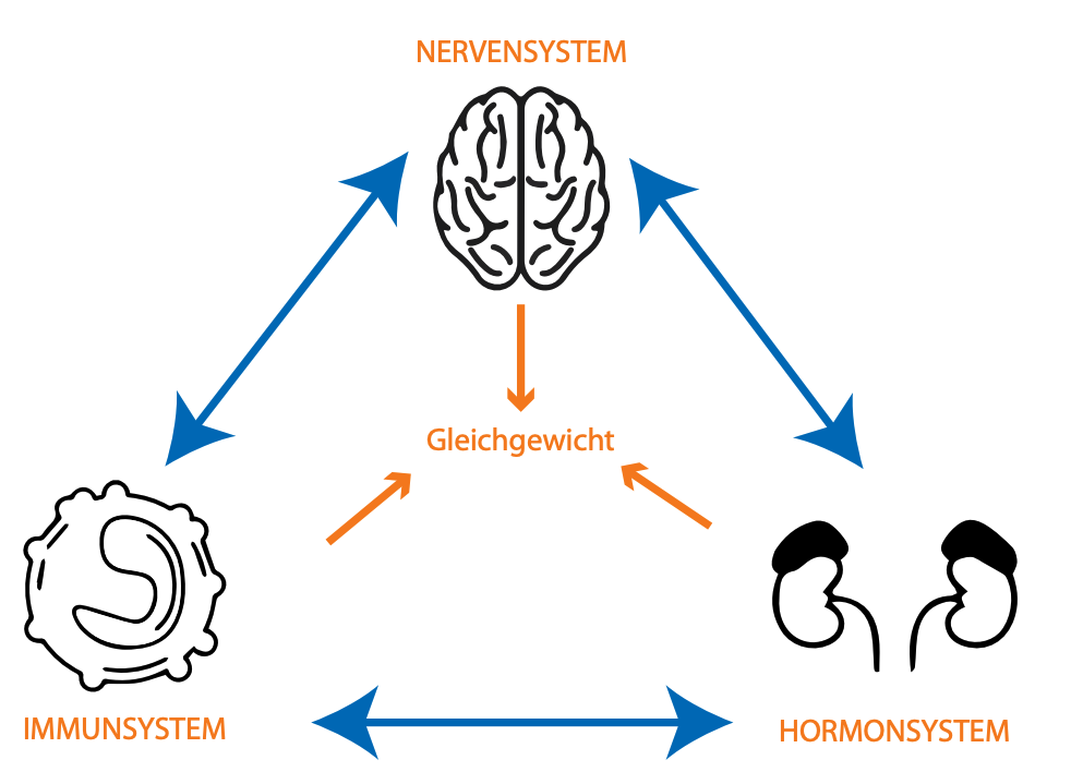 Verbindung Nervensystem Hormonsystem und Immunsystem